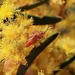 Eupolemus angularis (Acanthosomatid bug) at Belconnen, ACT - 14 Sep 2023 by CathB