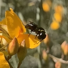 Hylaeus (Planihylaeus) trilobatus at Mount Annan, NSW - 13 Sep 2023