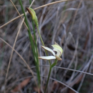 Caladenia ustulata at Belconnen, ACT - 15 Sep 2023