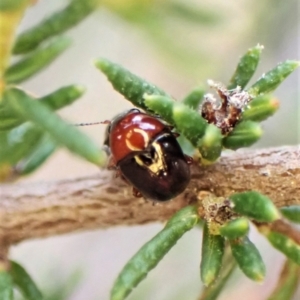 Ditropidus sp. (genus) at Belconnen, ACT - 15 Sep 2023