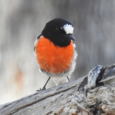 Petroica boodang (Scarlet Robin) at Gungahlin, ACT - 16 Sep 2023 by JohnBundock