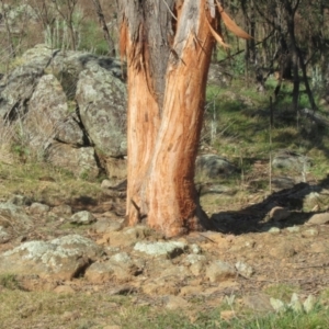 Cervidae (family) at Belconnen, ACT - 16 Sep 2023 01:50 PM