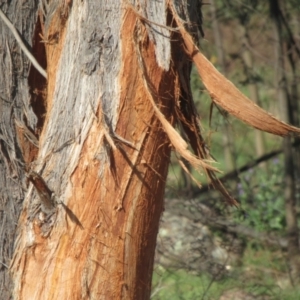 Cervidae (family) at Belconnen, ACT - 16 Sep 2023 01:50 PM