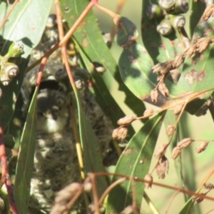 Smicrornis brevirostris at Cook, ACT - 16 Sep 2023