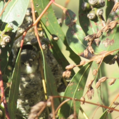 Smicrornis brevirostris (Weebill) at Cook, ACT - 16 Sep 2023 by IdleWanderer
