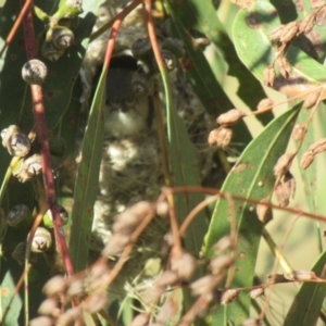 Smicrornis brevirostris at Cook, ACT - 16 Sep 2023