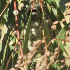 Smicrornis brevirostris at Cook, ACT - 16 Sep 2023