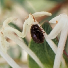 Ditropidus sp. (genus) (Leaf beetle) at Canberra Central, ACT - 15 Sep 2023 by CathB