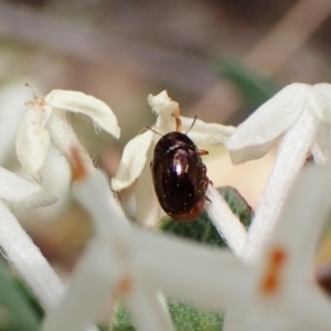 Ditropidus sp. (genus) at Canberra Central, ACT - 15 Sep 2023