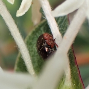 Ditropidus sp. (genus) at Canberra Central, ACT - 15 Sep 2023