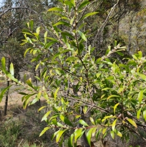 Hakea eriantha at Bunyan, NSW - 15 Sep 2023