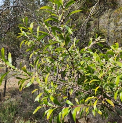 Hakea eriantha (Tree Hakea) at Bunyan, NSW - 15 Sep 2023 by JediNME
