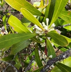 Hakea eriantha at Bunyan, NSW - 15 Sep 2023