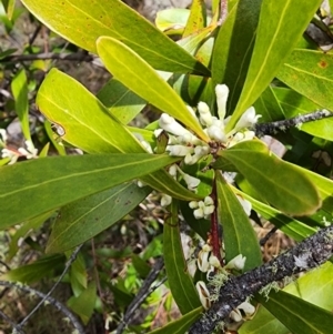 Hakea eriantha at Bunyan, NSW - 15 Sep 2023