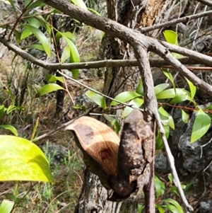 Hakea eriantha at Bunyan, NSW - 15 Sep 2023