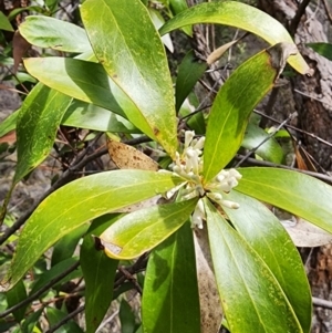 Hakea eriantha at Bunyan, NSW - 15 Sep 2023