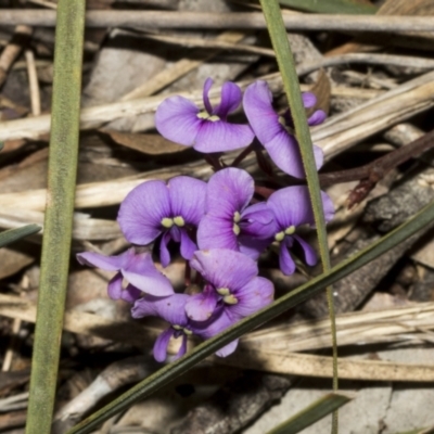 Hardenbergia violacea (False Sarsaparilla) at Bruce, ACT - 16 Sep 2023 by AlisonMilton