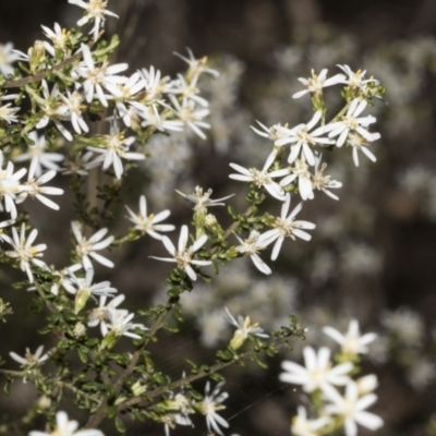 Olearia microphylla (Olearia) at Bruce, ACT - 16 Sep 2023 by AlisonMilton