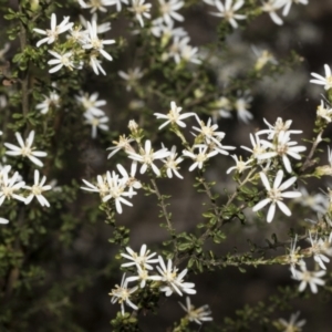 Olearia microphylla at Bruce, ACT - 16 Sep 2023