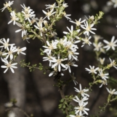 Olearia microphylla at Bruce, ACT - 16 Sep 2023