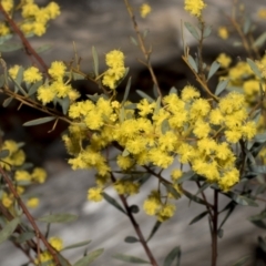 Acacia buxifolia subsp. buxifolia (Box-leaf Wattle) at Bruce, ACT - 16 Sep 2023 by AlisonMilton