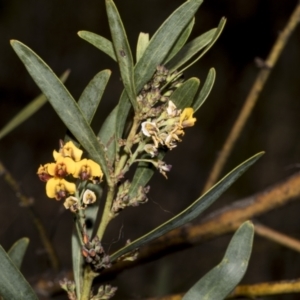 Daviesia mimosoides subsp. mimosoides at Bruce, ACT - 16 Sep 2023 10:51 AM