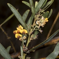 Daviesia mimosoides subsp. mimosoides at Bruce, ACT - 16 Sep 2023 10:51 AM