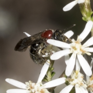 Lasioglossum (Callalictus) callomelittinum at Bruce, ACT - 16 Sep 2023