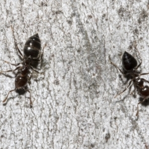 Crematogaster sp. (genus) at Bruce, ACT - 16 Sep 2023