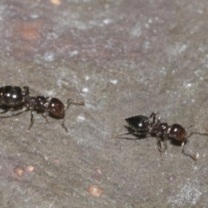 Crematogaster sp. (genus) at Bruce, ACT - 16 Sep 2023