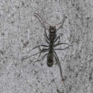 Iridomyrmex mayri at Bruce, ACT - 16 Sep 2023