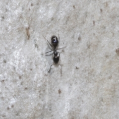 Ochetellus sp. at Bruce, ACT - 16 Sep 2023