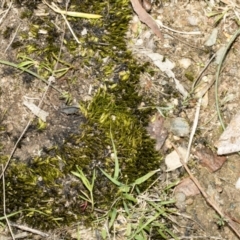 Unidentified Moss, Liverwort or Hornwort at Bruce, ACT - 16 Sep 2023 by AlisonMilton