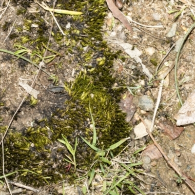 Unidentified Moss, Liverwort or Hornwort at Bruce, ACT - 16 Sep 2023 by AlisonMilton