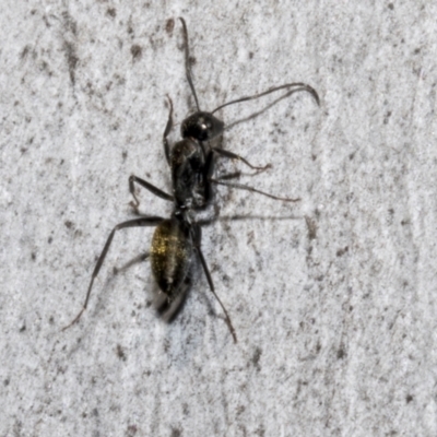 Camponotus aeneopilosus (A Golden-tailed sugar ant) at Bruce, ACT - 15 Sep 2023 by AlisonMilton