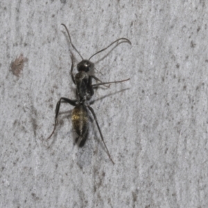 Camponotus aeneopilosus at Bruce, ACT - 16 Sep 2023