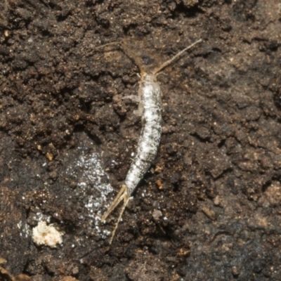 Lepismatidae (family) (A silverfish) at Bruce, ACT - 16 Sep 2023 by AlisonMilton
