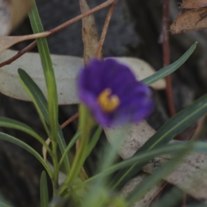 Solanum linearifolium at Bruce, ACT - 16 Sep 2023