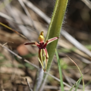 Caladenia actensis at suppressed - 16 Sep 2023