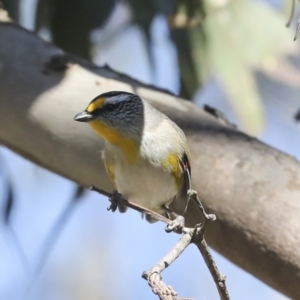 Pardalotus striatus at Bruce, ACT - 16 Sep 2023 10:42 AM