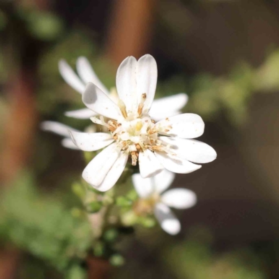Olearia microphylla (Olearia) at Bruce, ACT - 16 Sep 2023 by ConBoekel