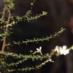 Olearia microphylla at Bruce, ACT - 16 Sep 2023