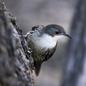 Cormobates leucophaea at Bruce, ACT - 16 Sep 2023