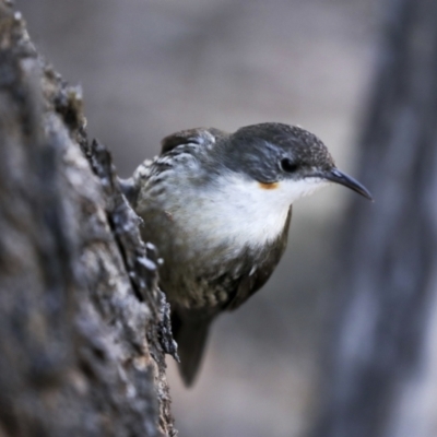 Cormobates leucophaea (White-throated Treecreeper) at Bruce, ACT - 16 Sep 2023 by AlisonMilton