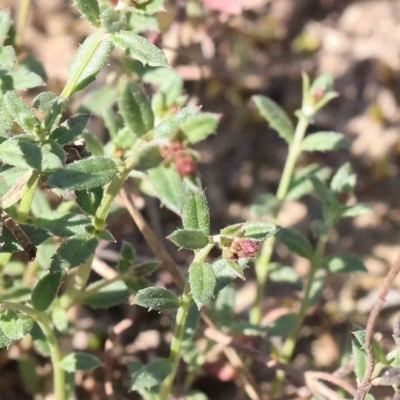 Gonocarpus tetragynus (Common Raspwort) at Bruce, ACT - 16 Sep 2023 by ConBoekel