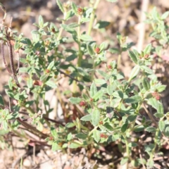 Gonocarpus tetragynus at Bruce, ACT - 16 Sep 2023 11:24 AM