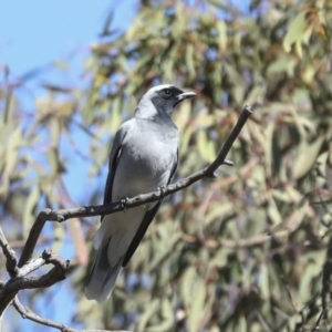 Coracina novaehollandiae at Bruce, ACT - 16 Sep 2023