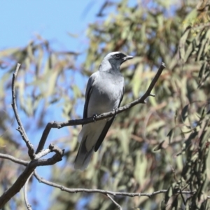 Coracina novaehollandiae at Bruce, ACT - 16 Sep 2023