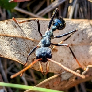 Myrmecia tarsata at Majura, ACT - 16 Sep 2023 02:54 PM