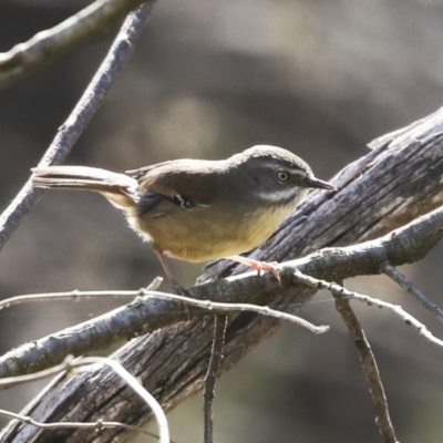 Sericornis frontalis (White-browed Scrubwren) at Bruce Ridge to Gossan Hill - 16 Sep 2023 by AlisonMilton